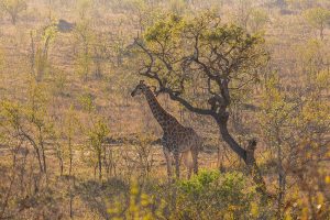 1280px-Jirafa_(Giraffa_camelopardalis),_parque_nacional_Kruger,_Sudáfrica,_2018-07-25,_DD_18